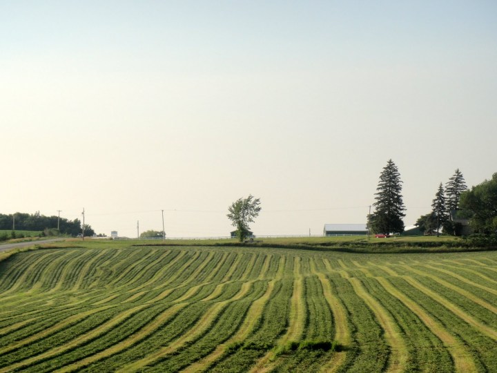 cut hay