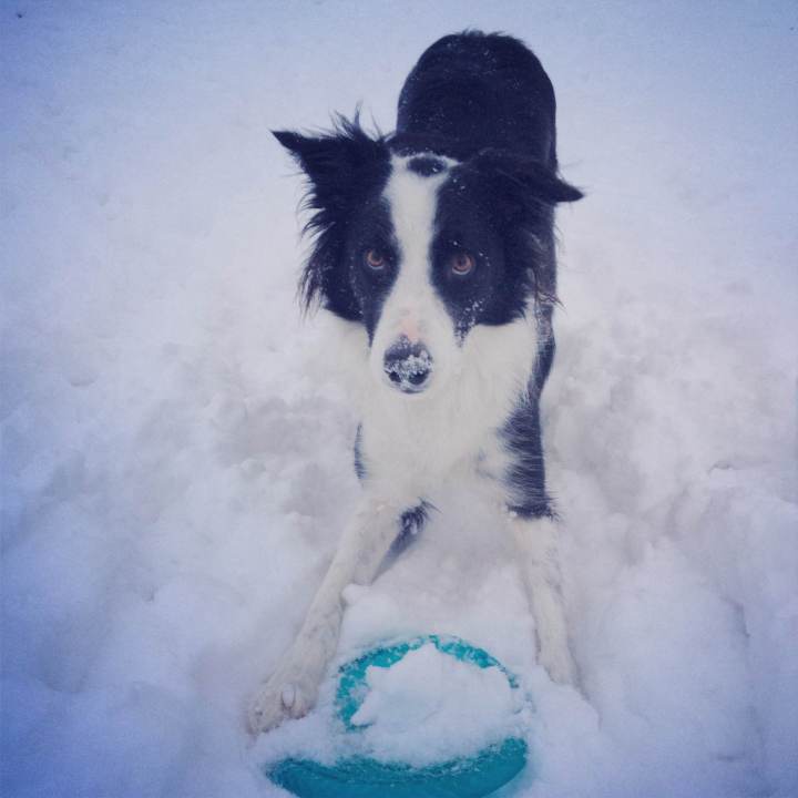 snowdog