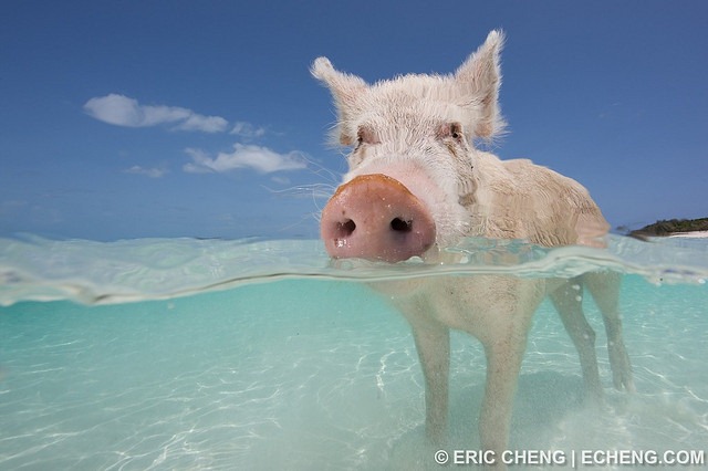 pigs-of-bahamas