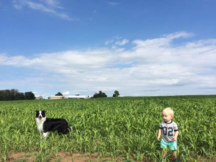 Anders-Jersey_Sudangrass